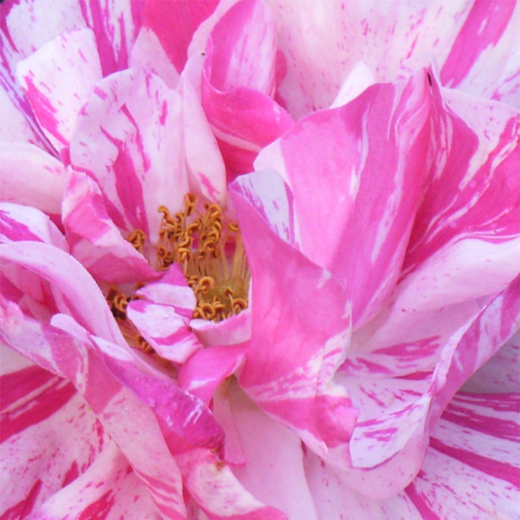 Rosa gallica Versicolor