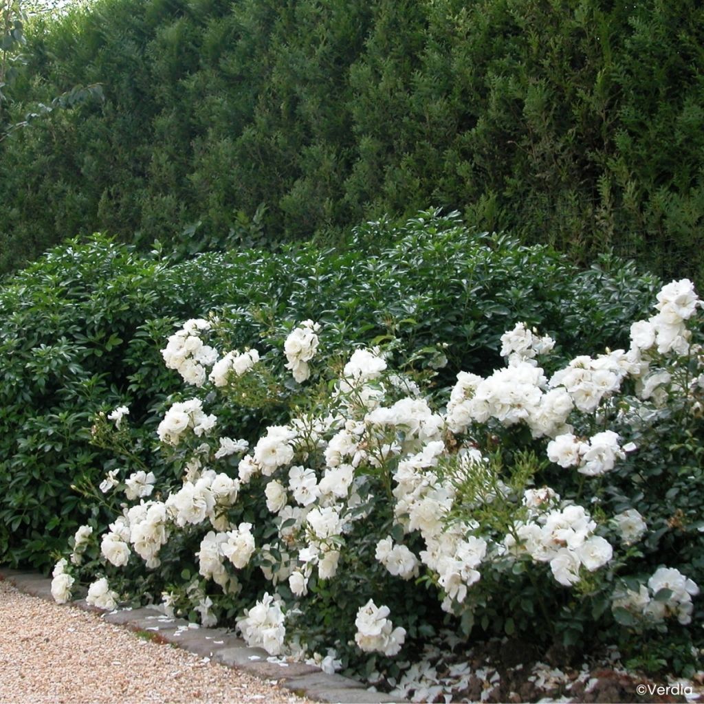 Rosa tappezzante White Flower Carpet (NOAschnee)