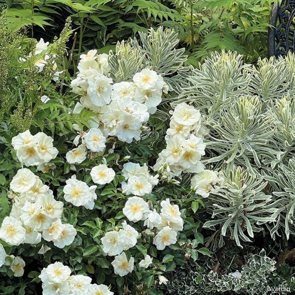 Rosa tappezzante White Flower Carpet (NOAschnee)