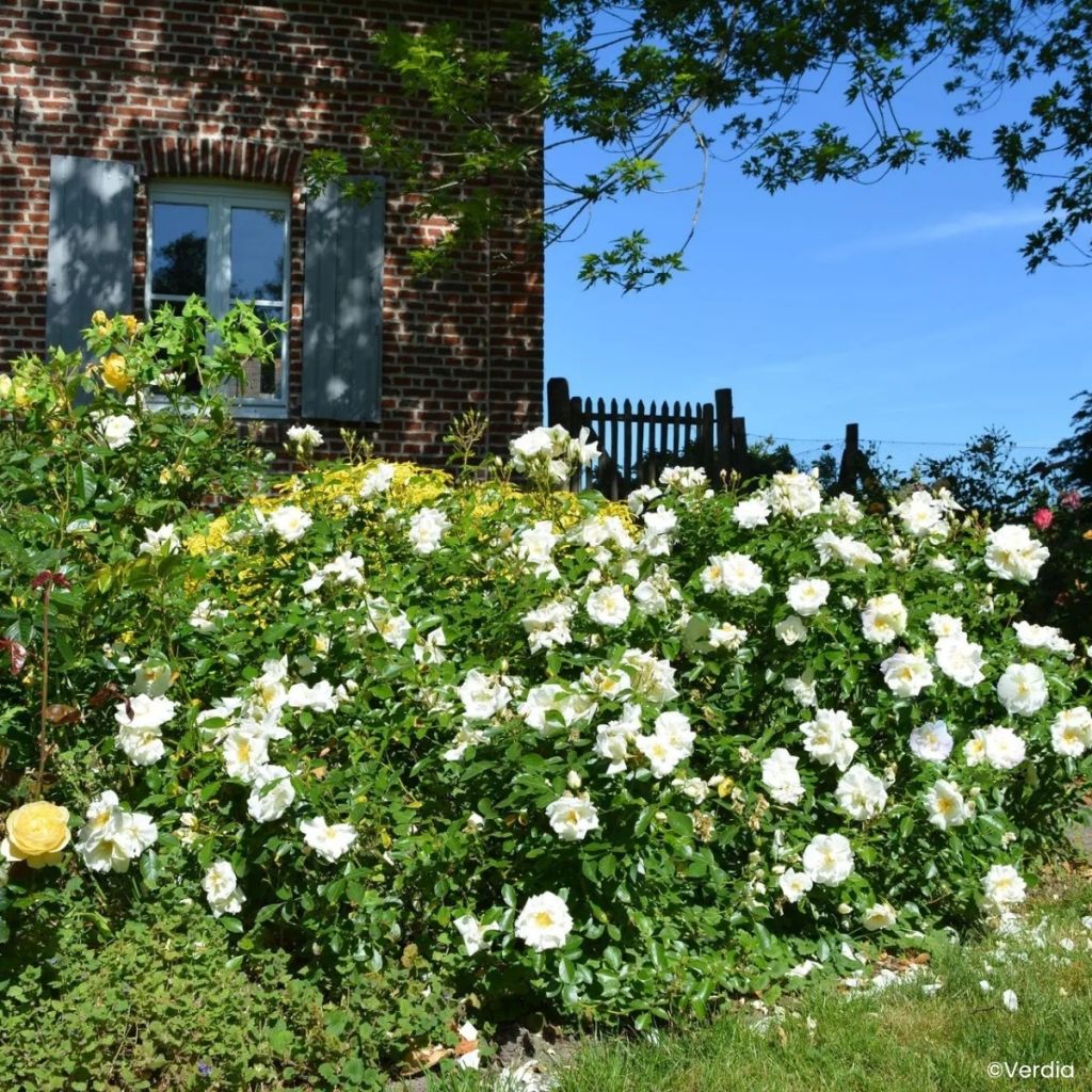 Rosa tappezzante White Flower Carpet (NOAschnee)