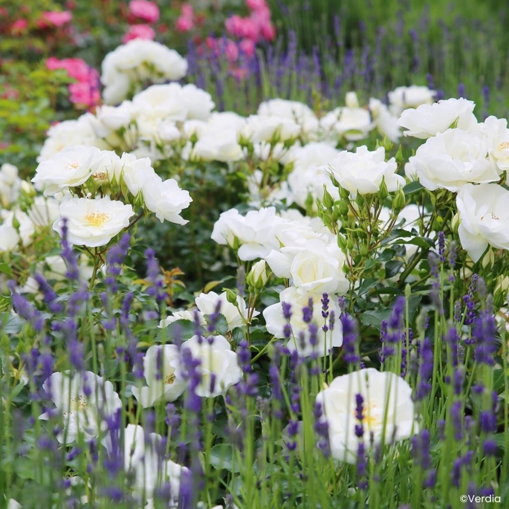 Rosa tappezzante White Flower Carpet (NOAschnee)