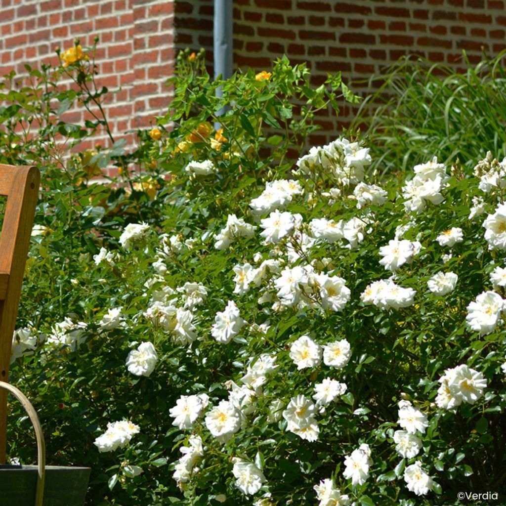 Rosa tappezzante White Flower Carpet (NOAschnee)