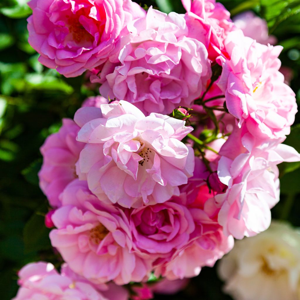 Rosa rampicante Siluetta Lavender