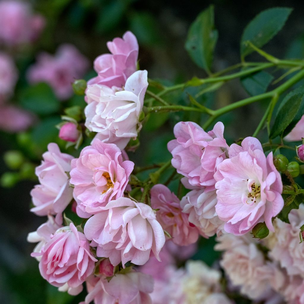 Rosa rampicante Siluetta Lavender