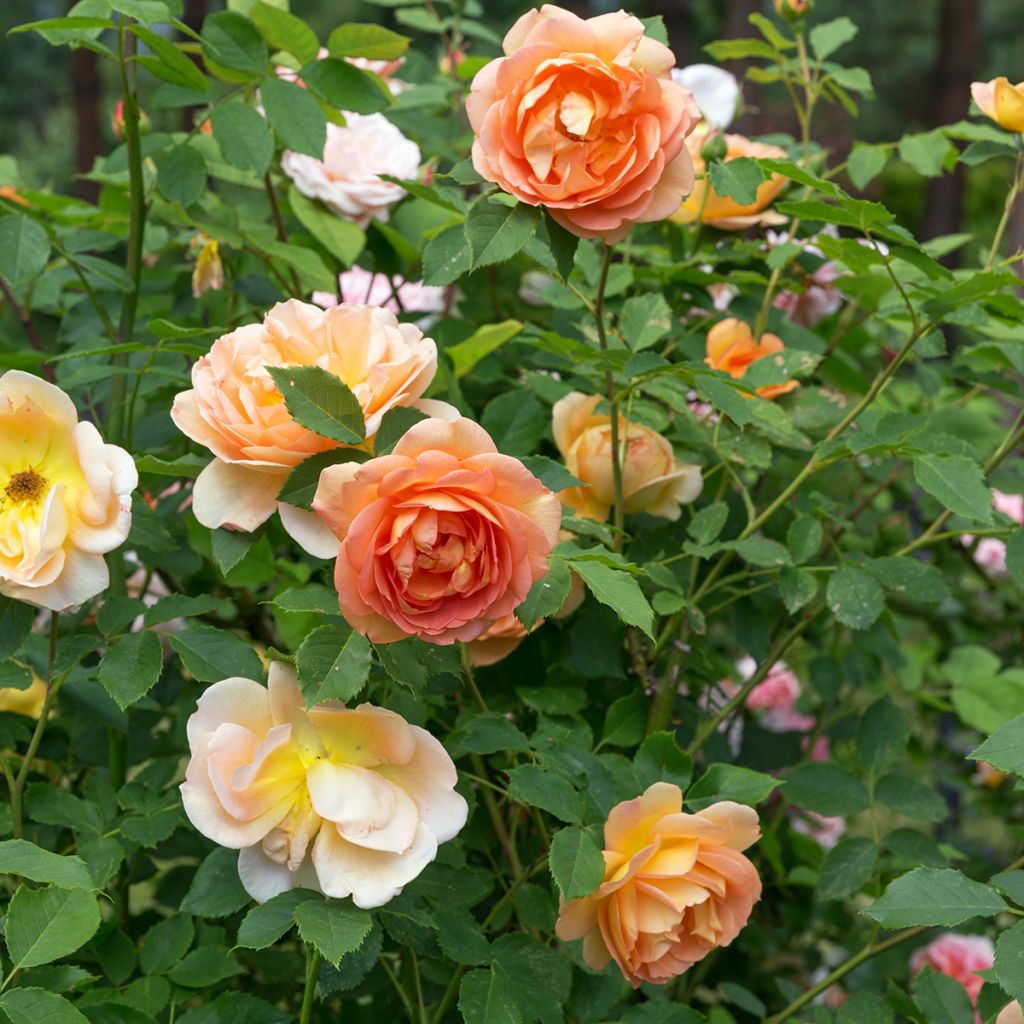Rosa Lady Of Shalott
