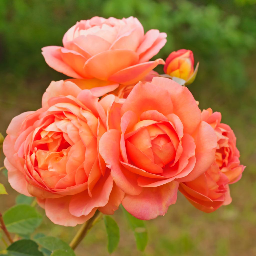 Rosa Lady Of Shalott