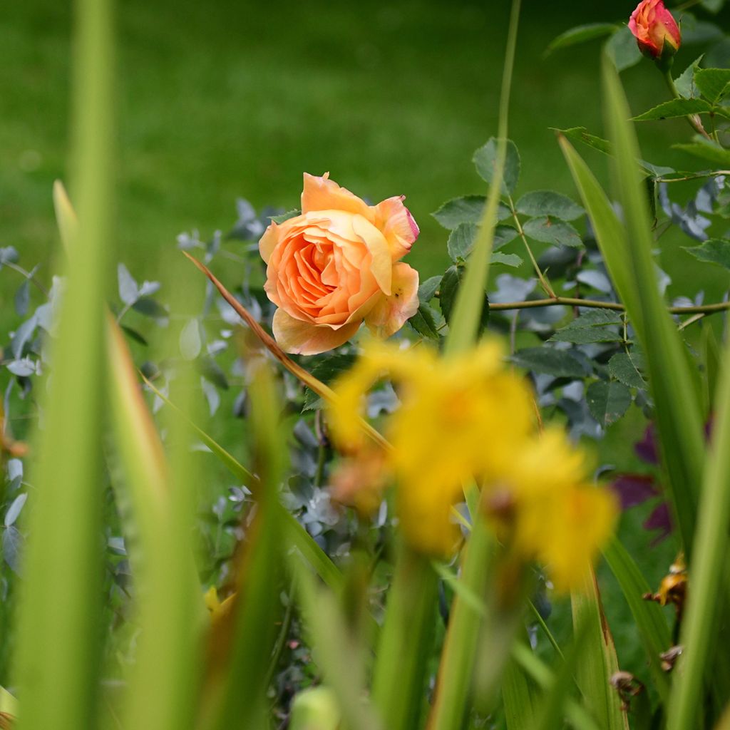 Rosa Lady Of Shalott