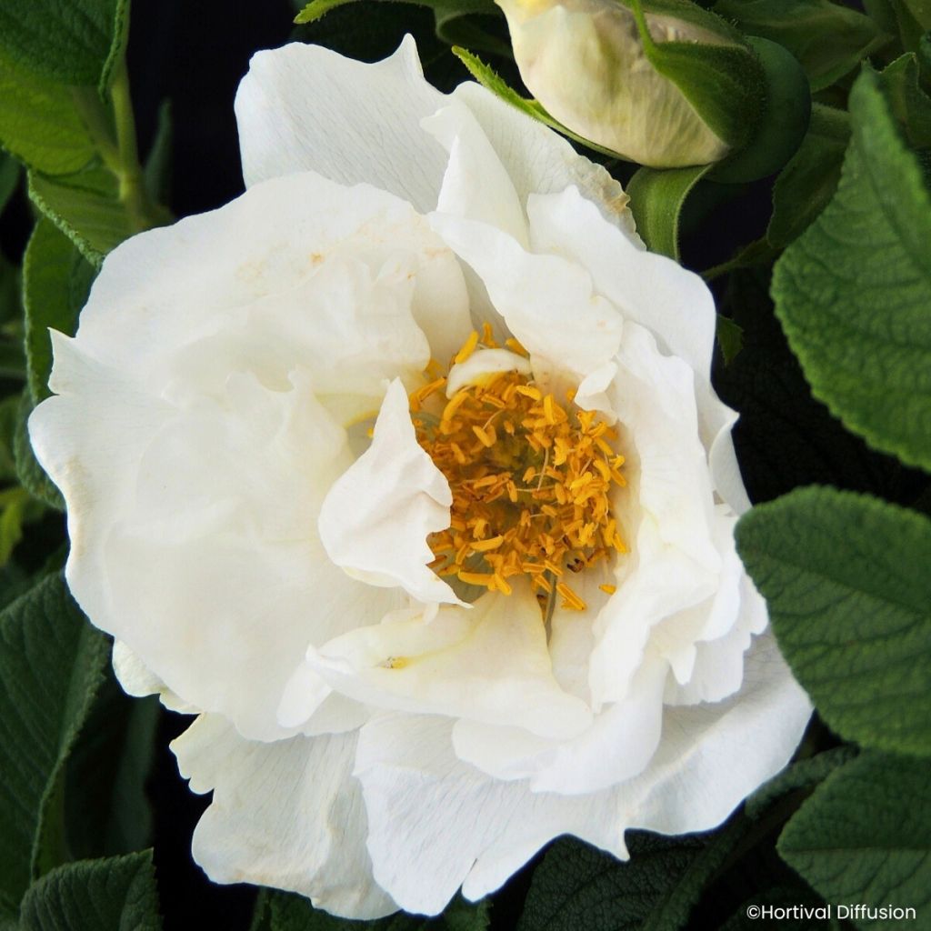 Rosa rugosa Angelia White