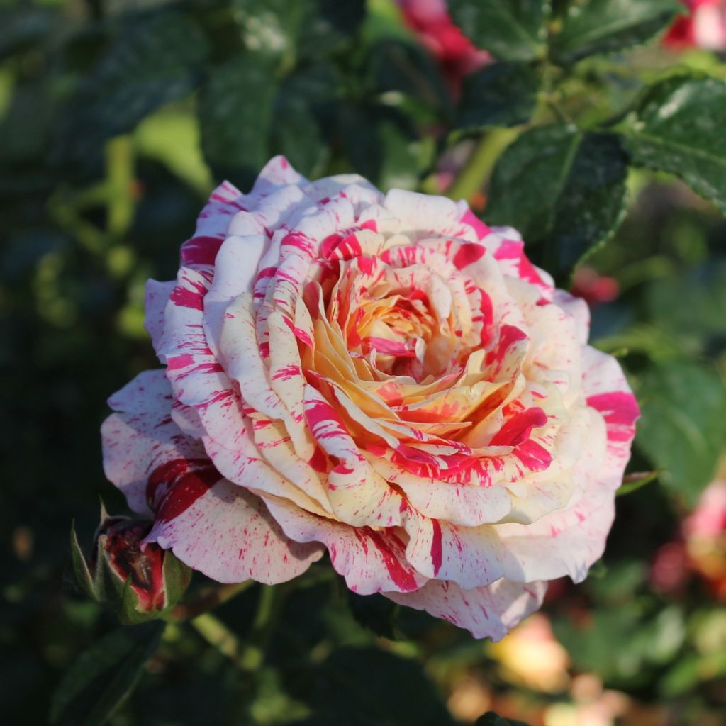 Rosa polyantha Abracadabra