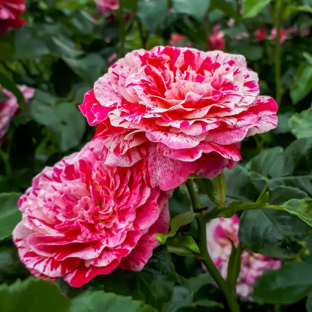 Rosa polyantha Abracadabra