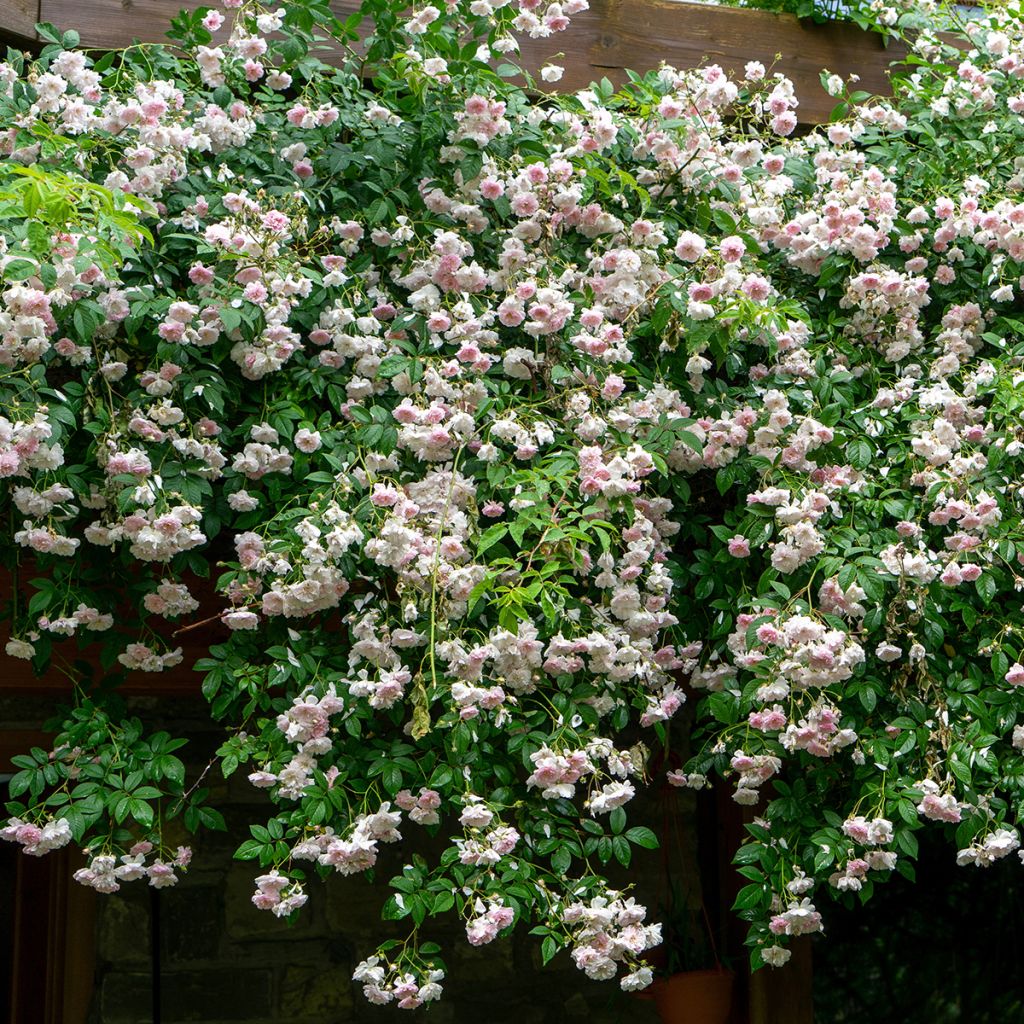 Rosa moscata rampicante Paul's Himalayan Musk