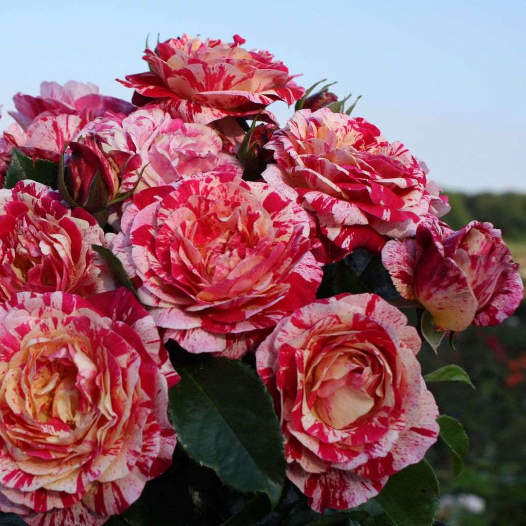 Rosa polyantha Abracadabra