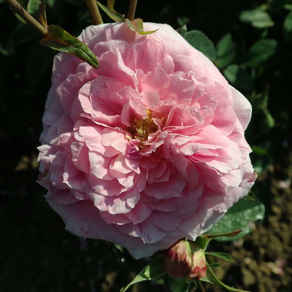 Rosa Fragrant Old purple - Rose ibrida di tea