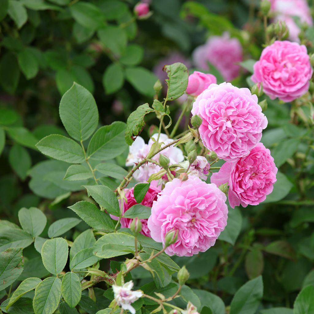Rosa Harlow Carr
