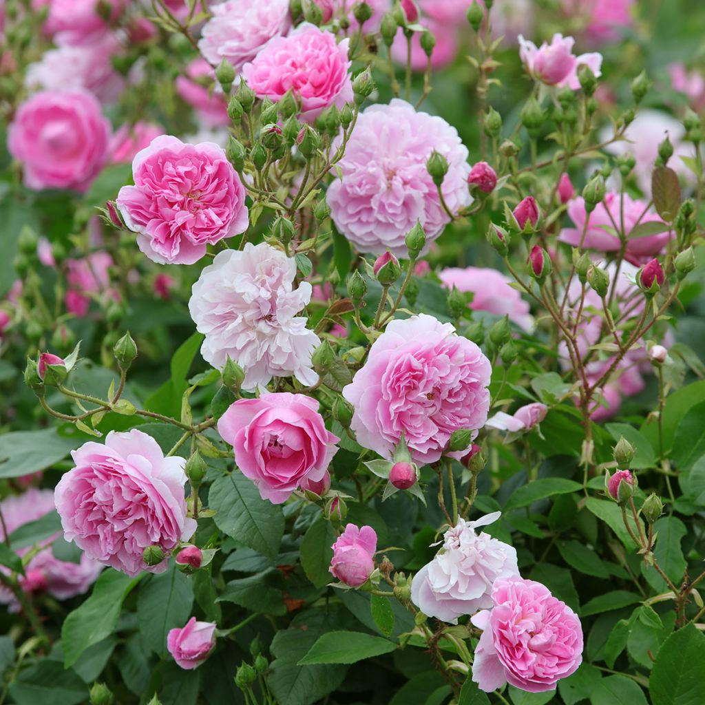 Rosa Harlow Carr
