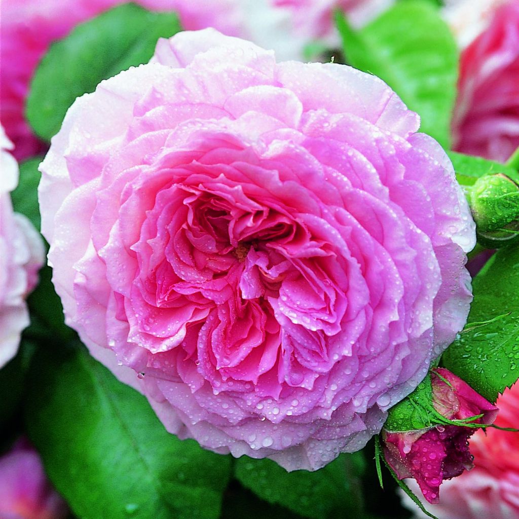 Rosa James Galway