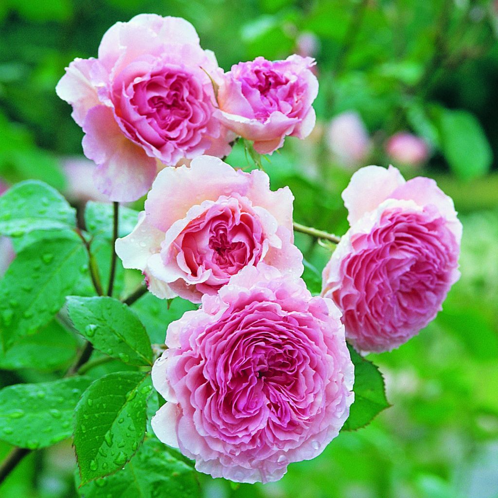 Rosa James Galway