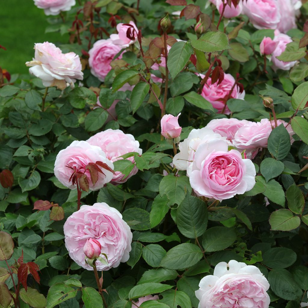 Rosa Olivia Rose Austin