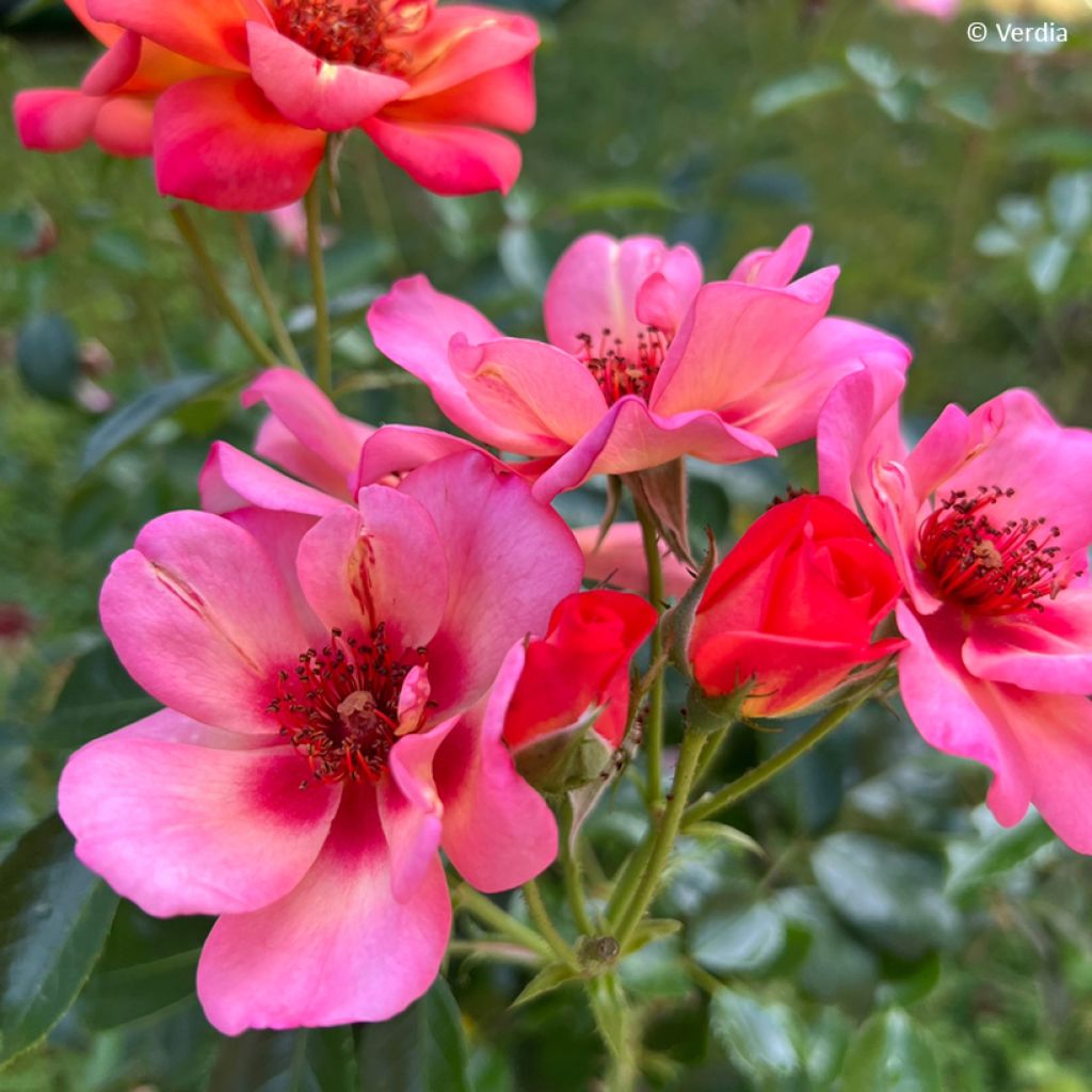 Rosa tappezzante Baia