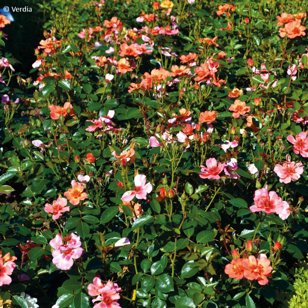Rosa tappezzante Baia