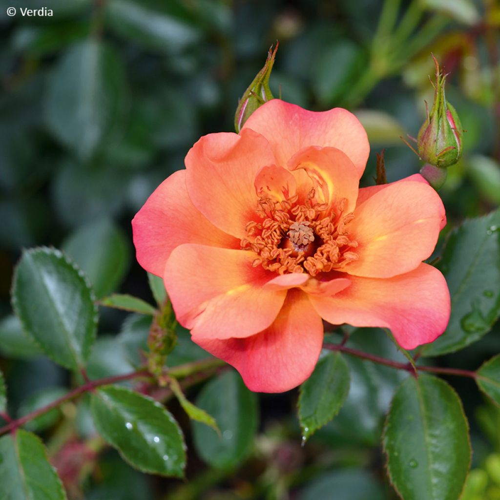 Rosa tappezzante Baia
