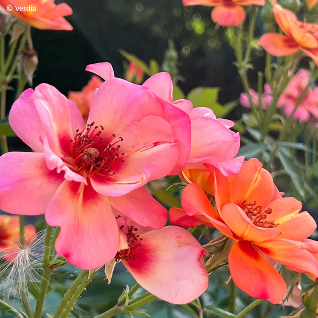 Rosa tappezzante Baia