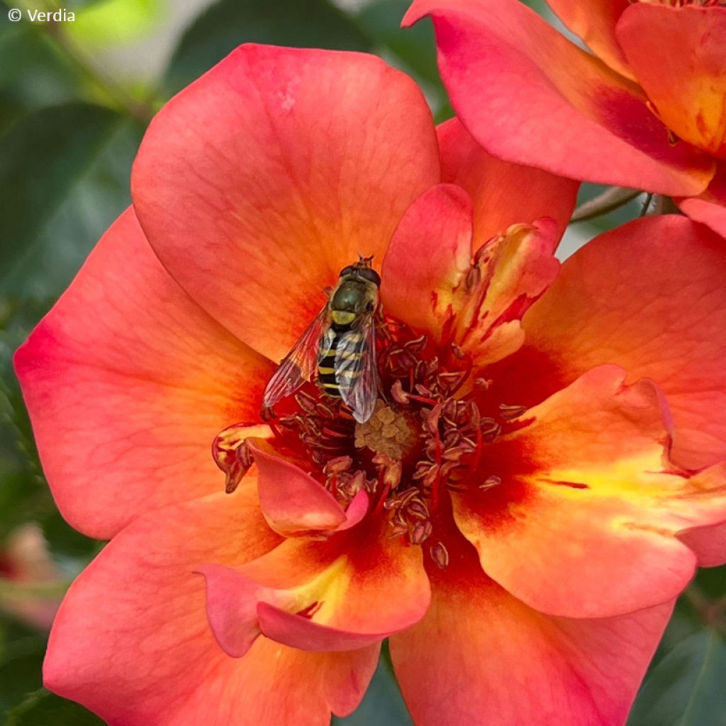 Rosa tappezzante Baia