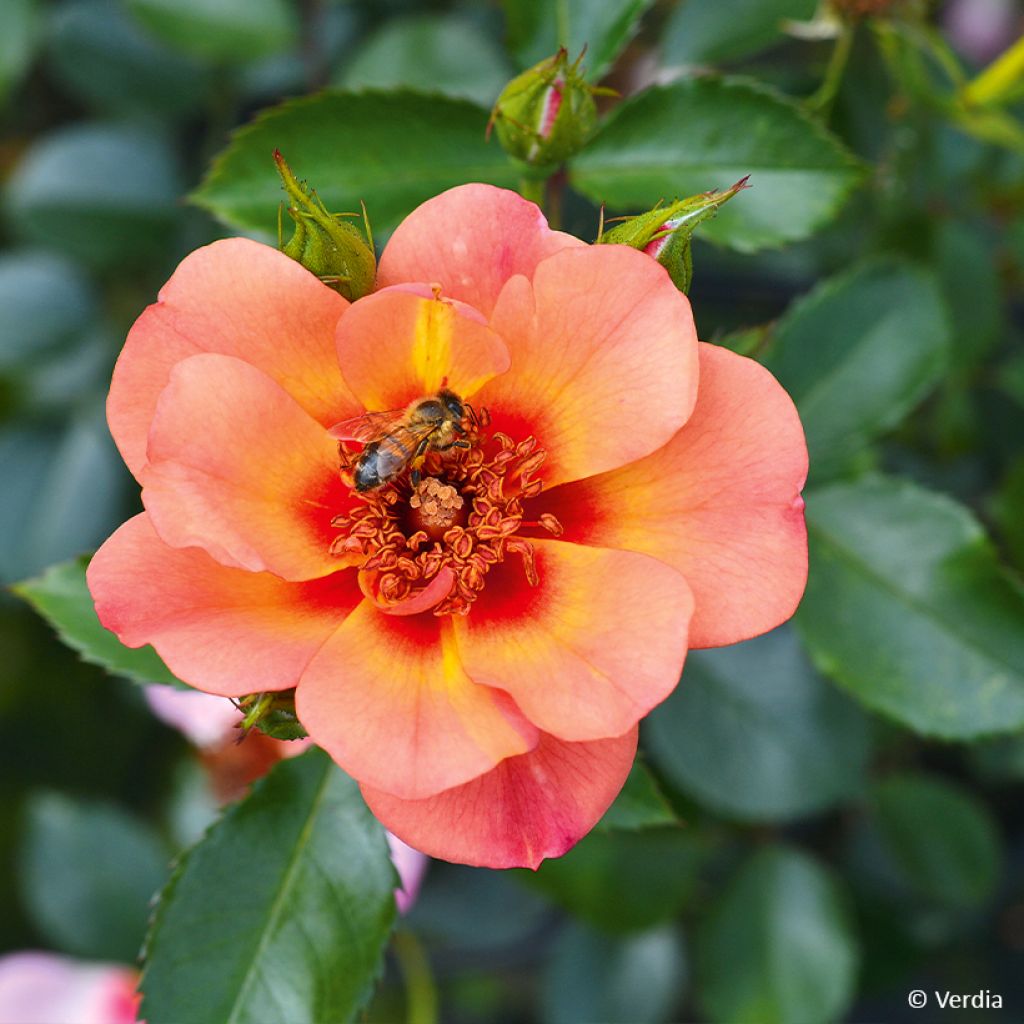 Rosa tappezzante Baia