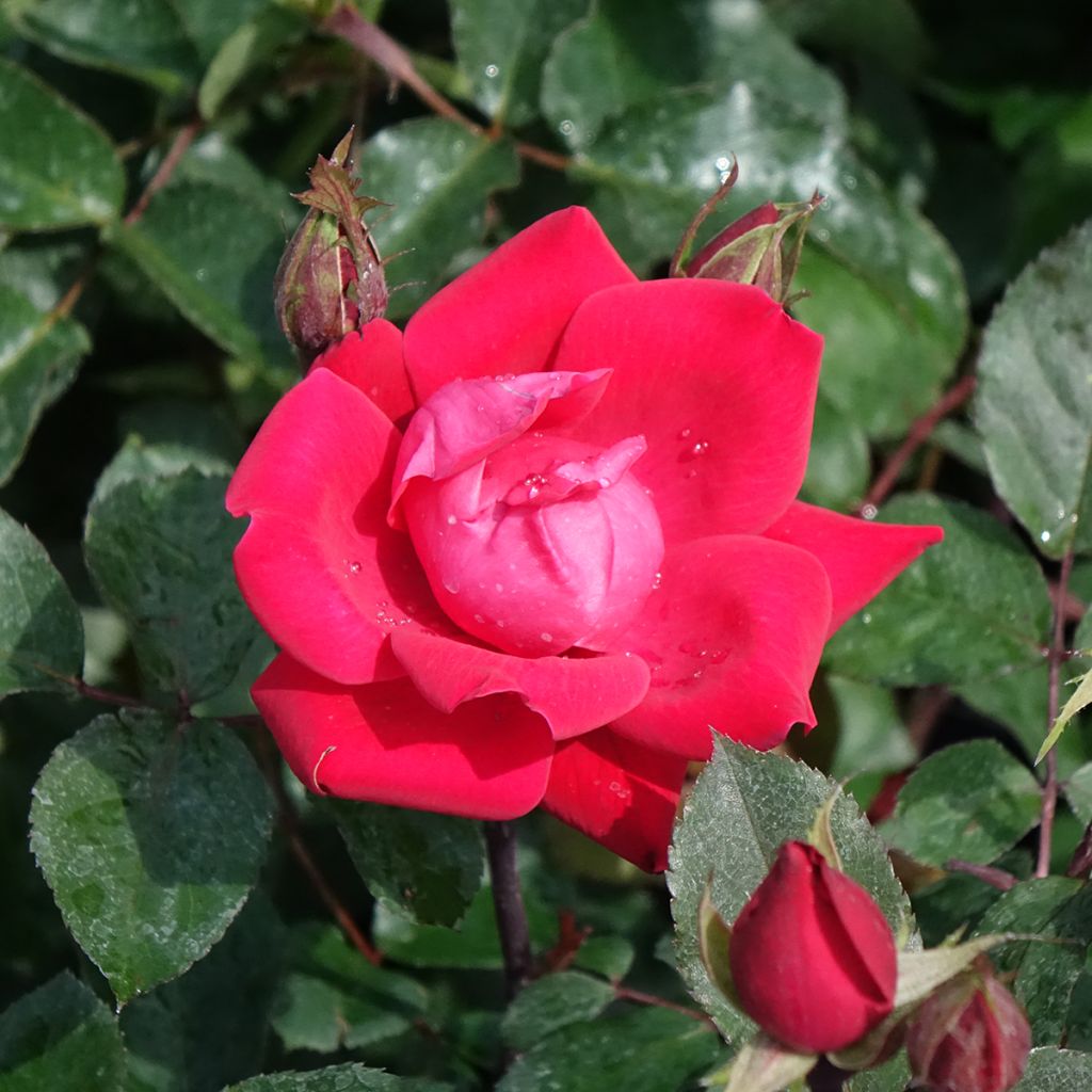 Rosa tappezzante Double Knock Out