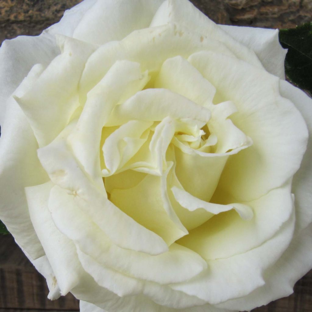 Rosa Paul's Lemon Pillar - Rosa rampicante