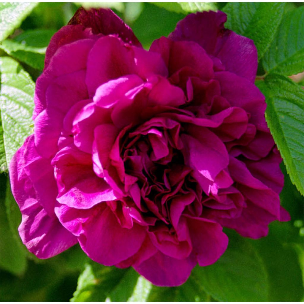Rosier Hansa - Rosa (x) rugosa