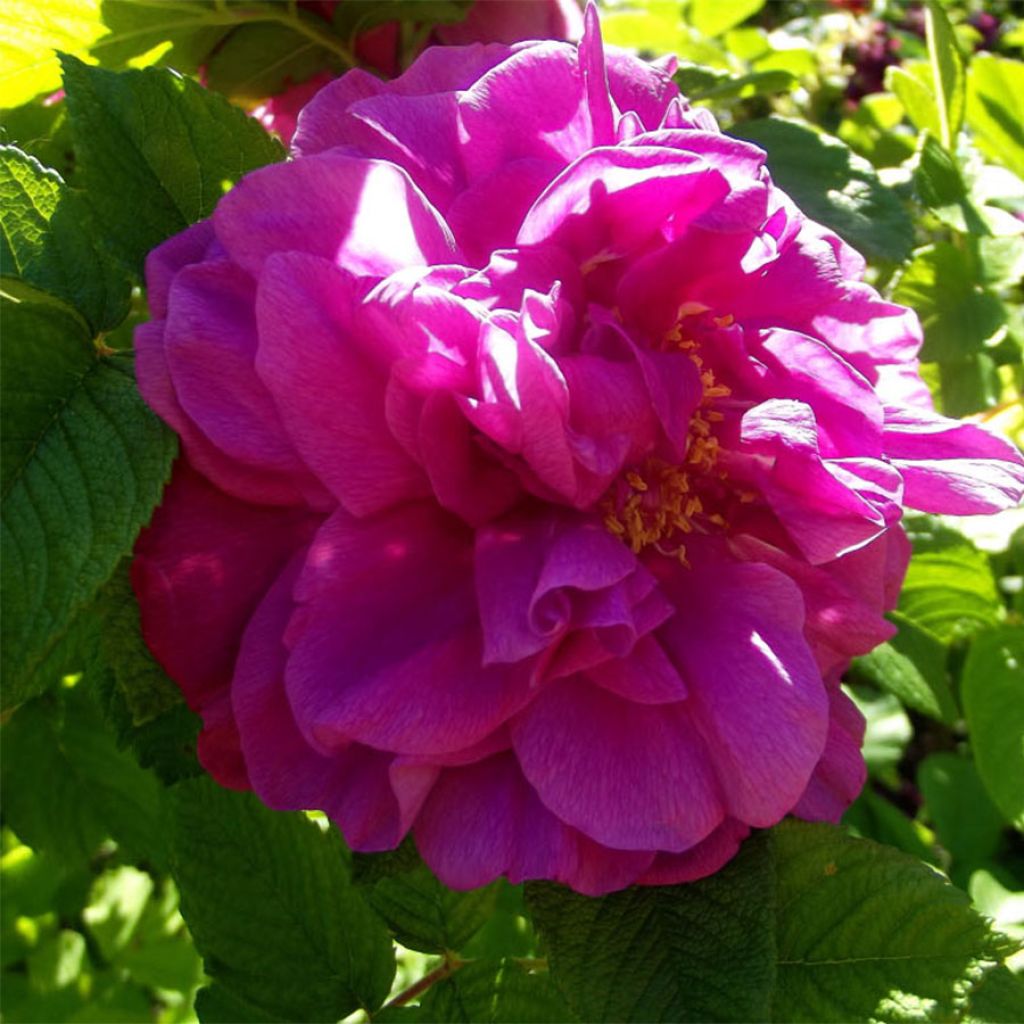 Rosier Hansa - Rosa (x) rugosa