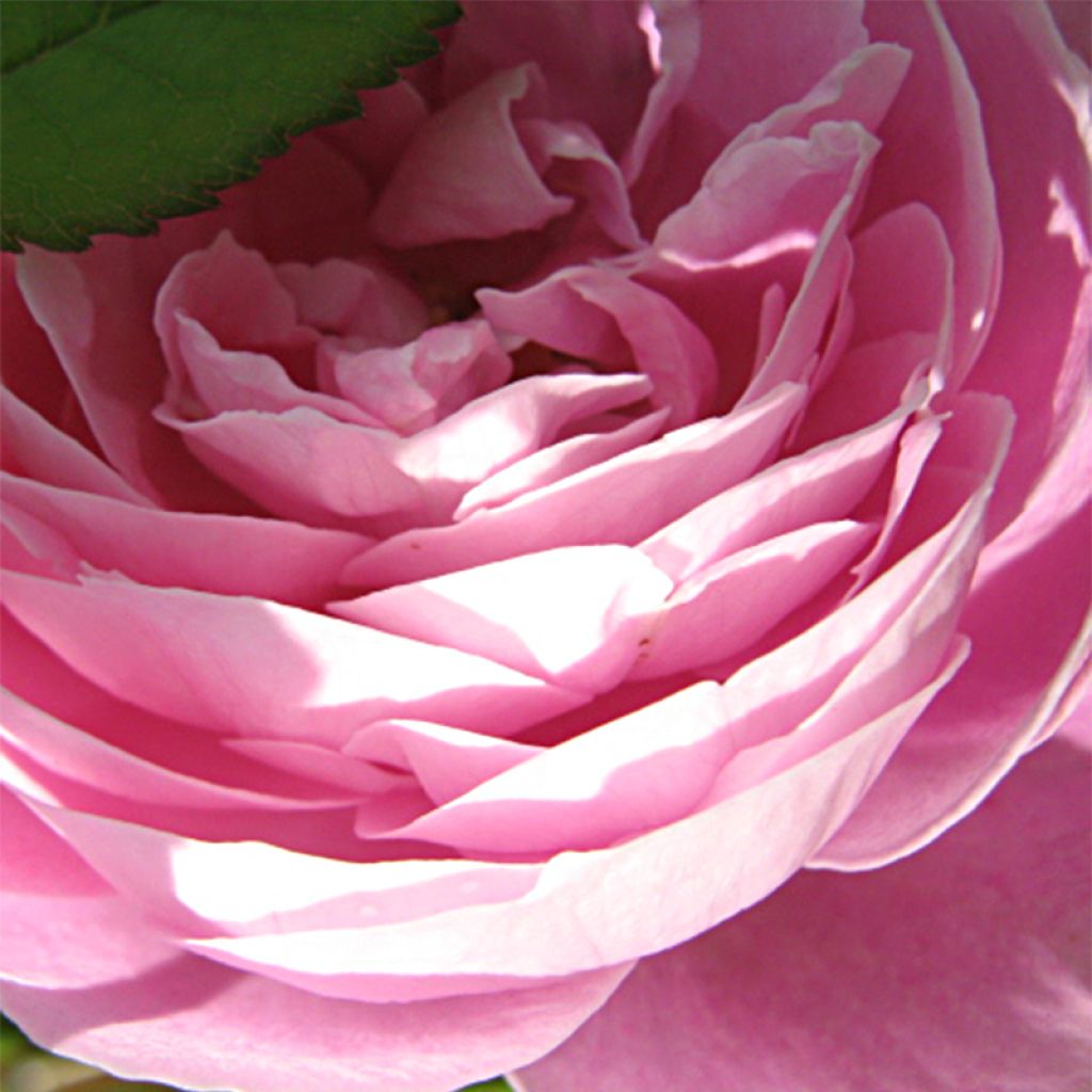 Rosa antica La Reine Victoria