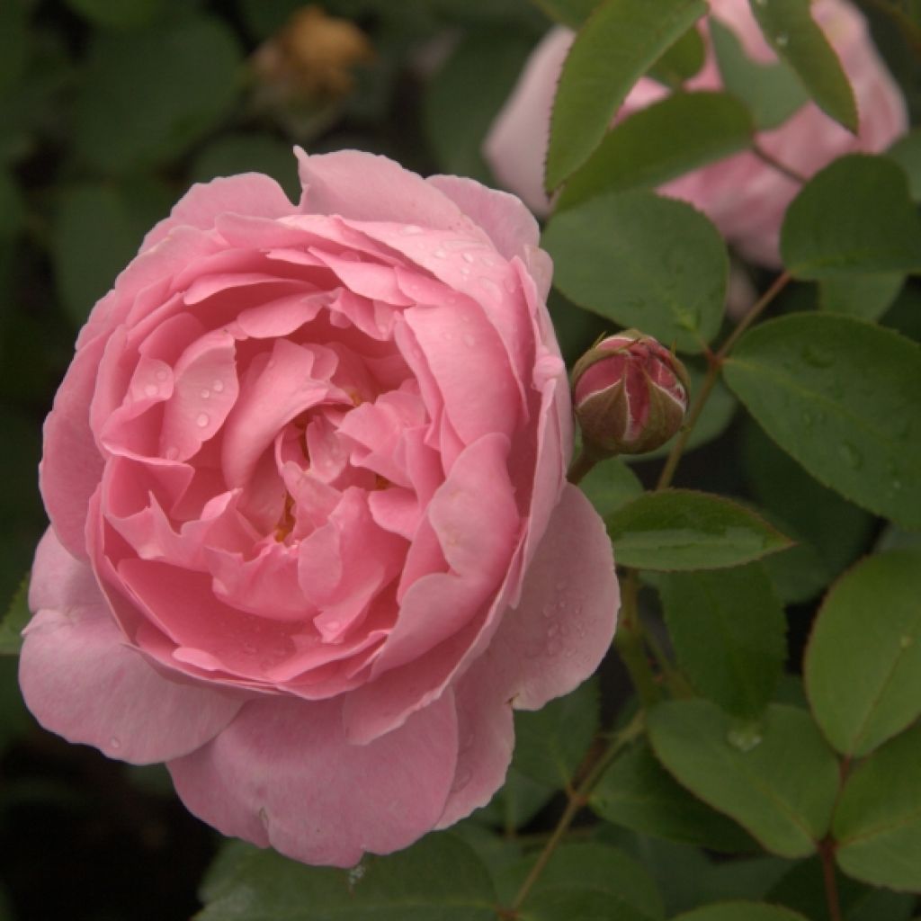 Rosa Mary Rose