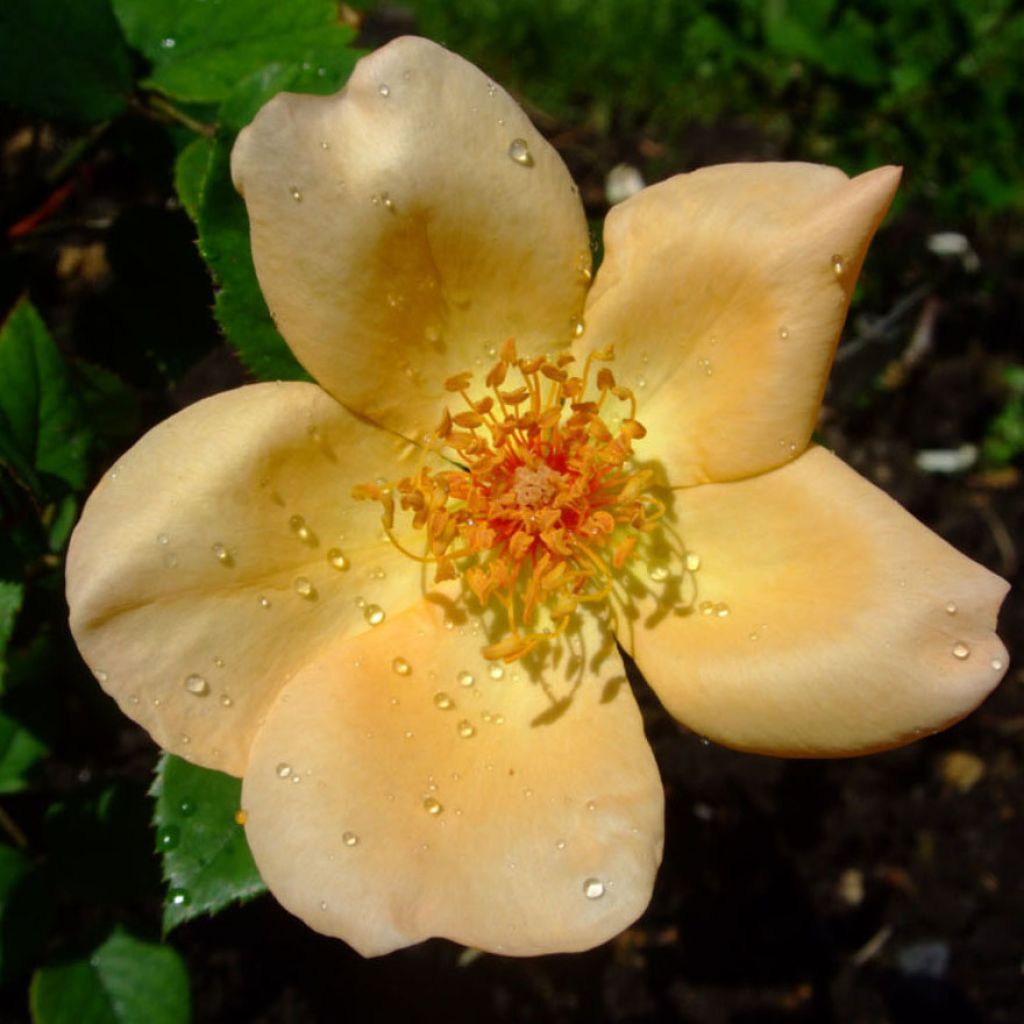 Rosa Mrs Oakley Fisher - Rose ibrida di tea