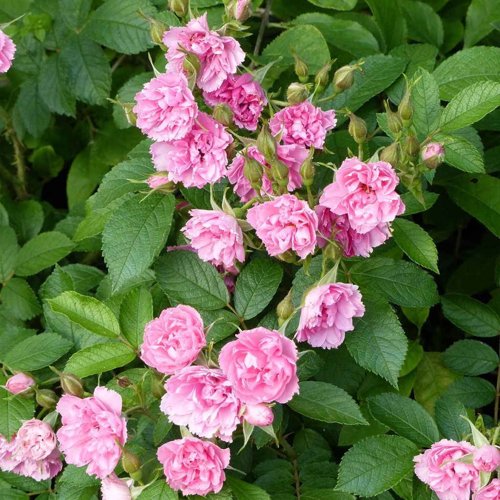 Rosa rugosa Pink Grootendorst