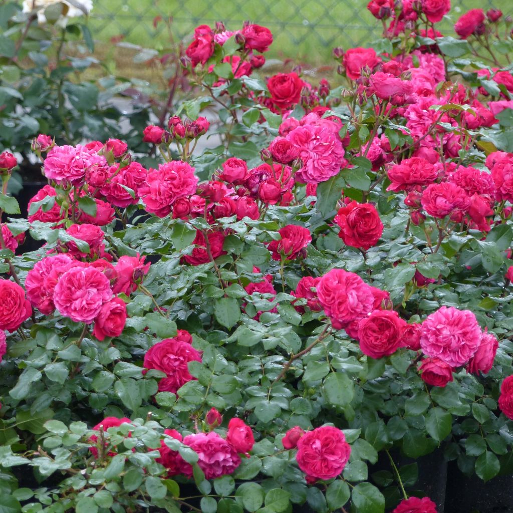Rosa polyantha Red Leonardo da Vinci