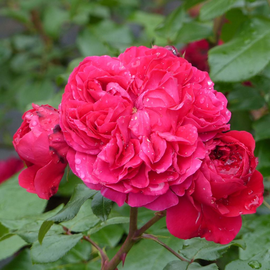 Rosa polyantha Red Leonardo da Vinci