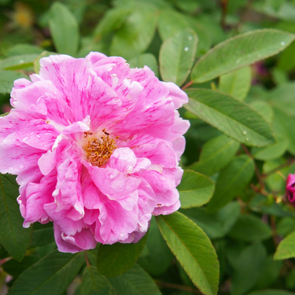 Rosa rugosa Thérèse Bugnet