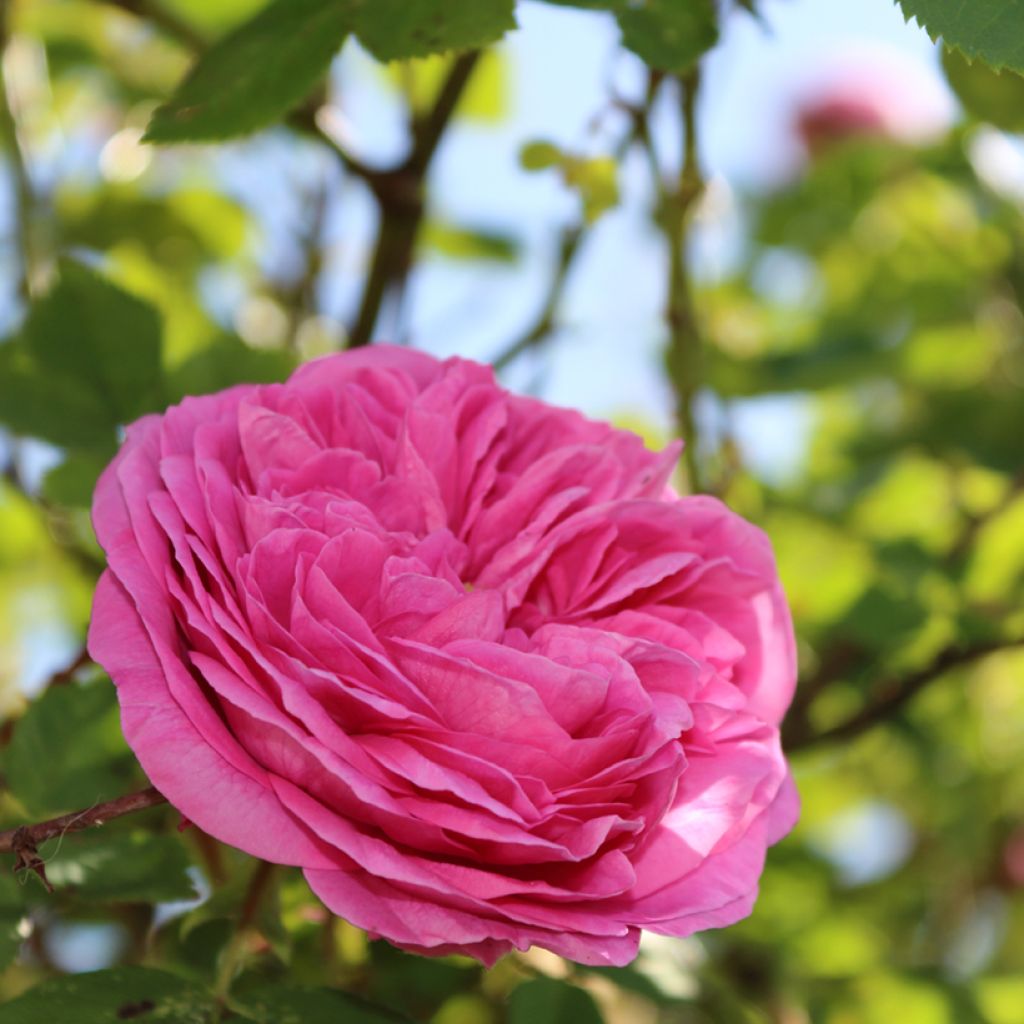 Rosa rugosa Thérèse Bugnet