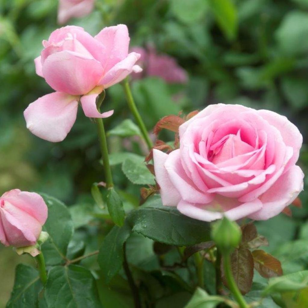 Rosa Gérard Depardieu - Rose ibrida di tea