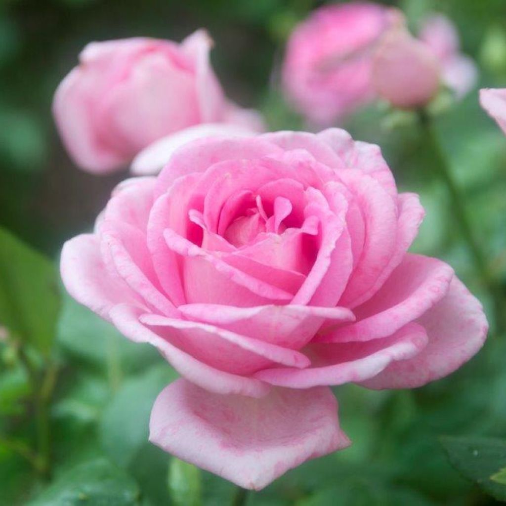 Rosa Gérard Depardieu - Rose ibrida di tea