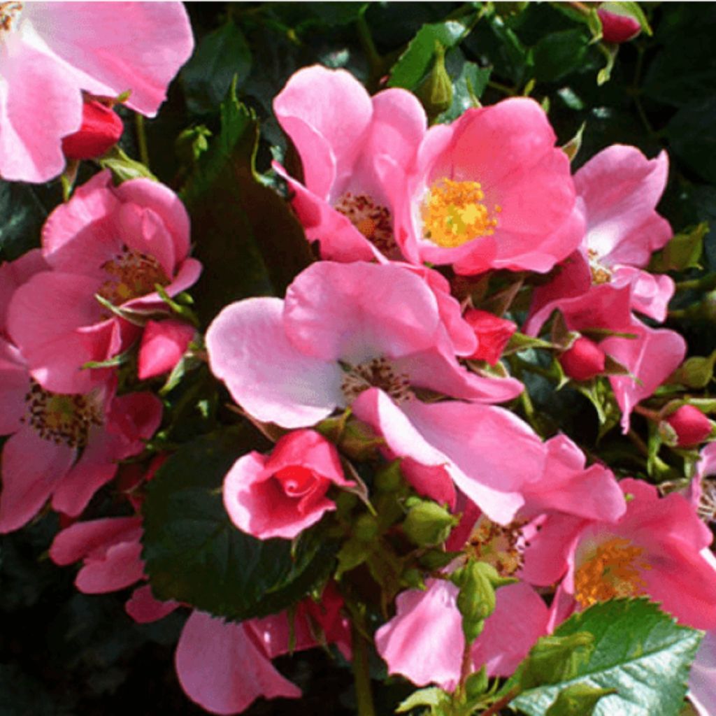 Rosier à fleurs groupées Mel Bee