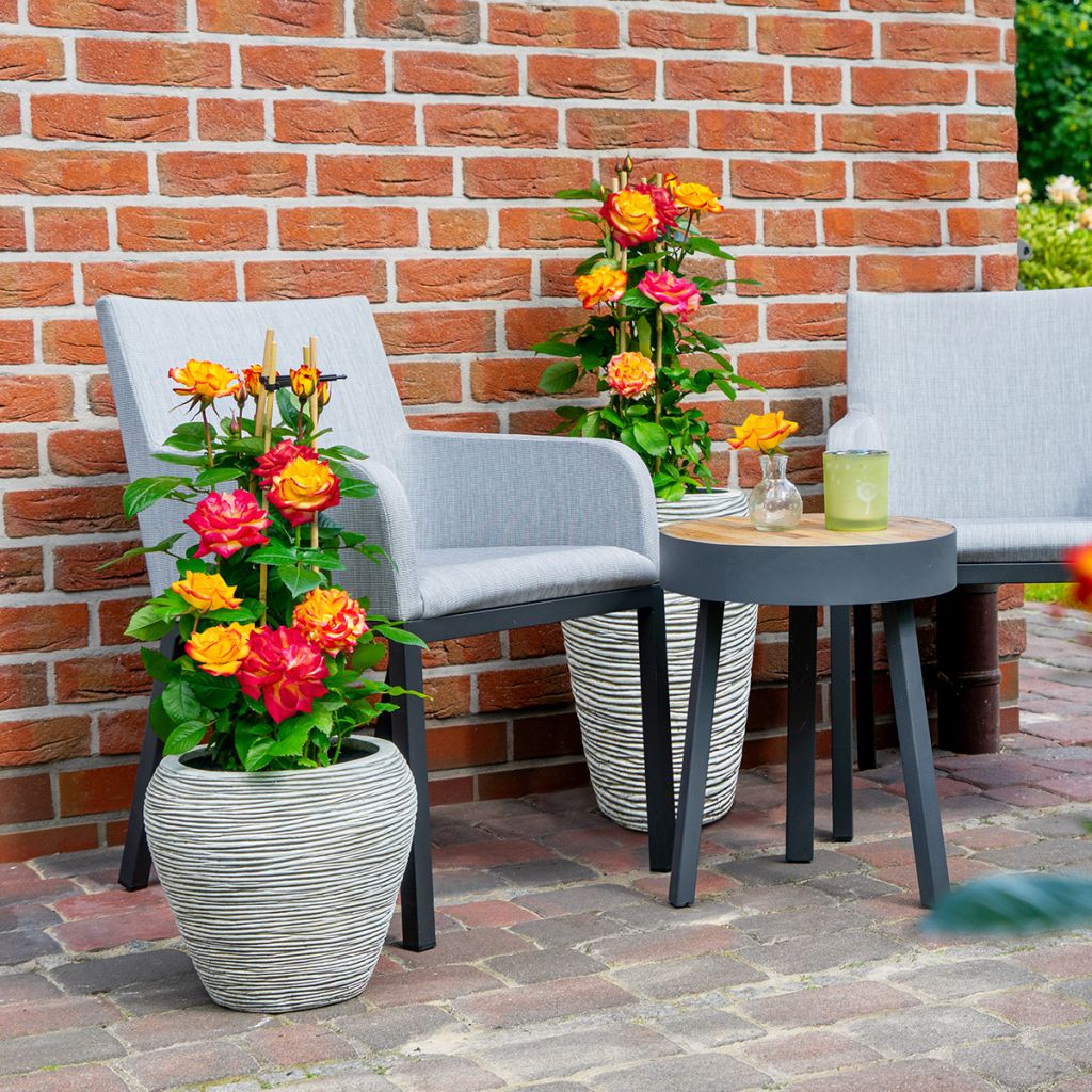 Rosa Floribunda Planter's Punch