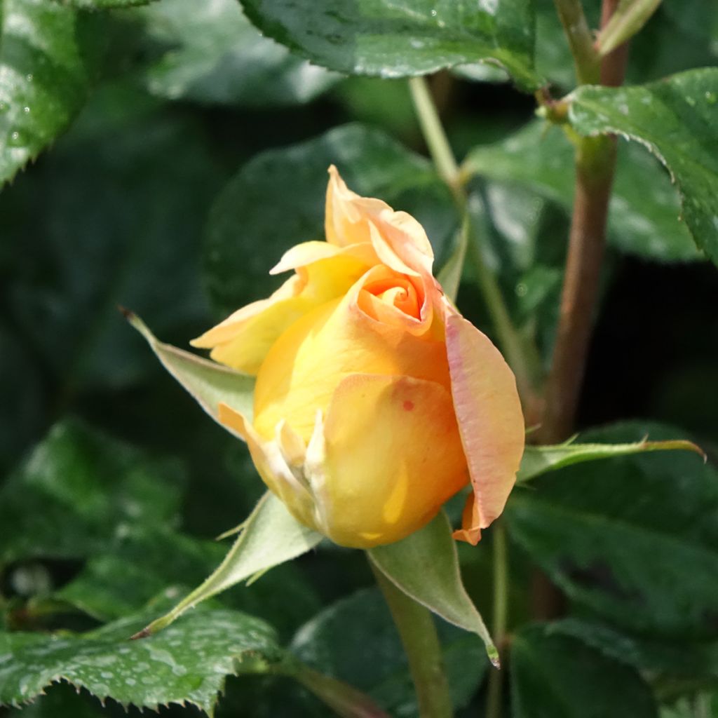 Rosa Eureka - Rose ibrida di tea
