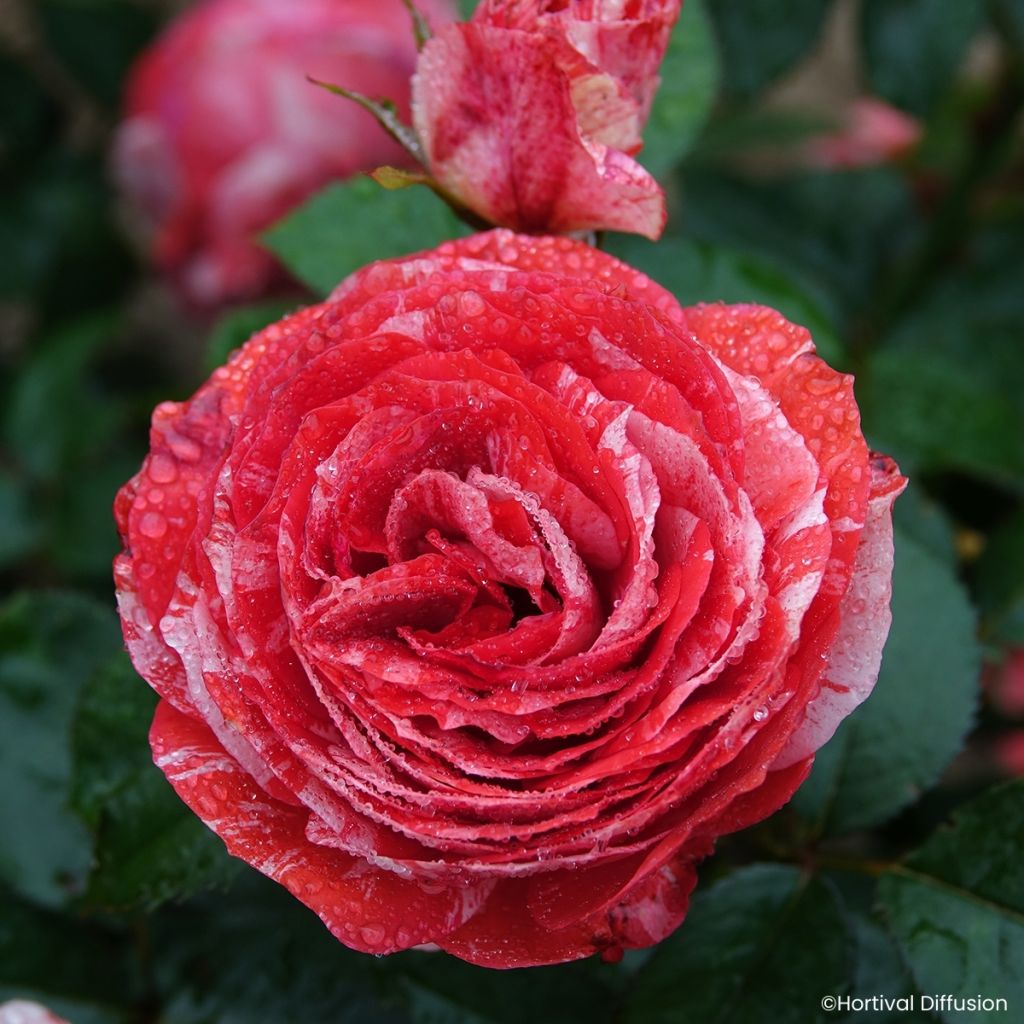 Rosa Scentimental Coral