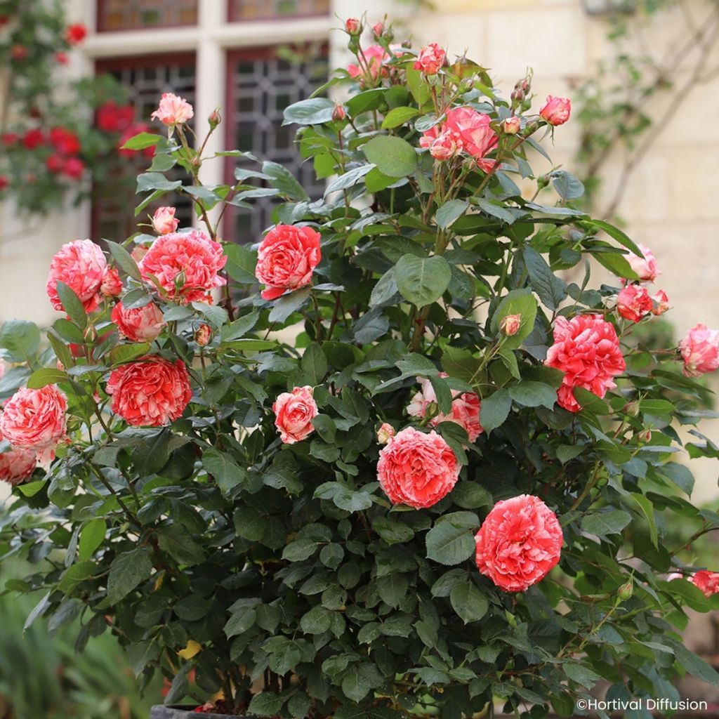 Rosa Scentimental Coral