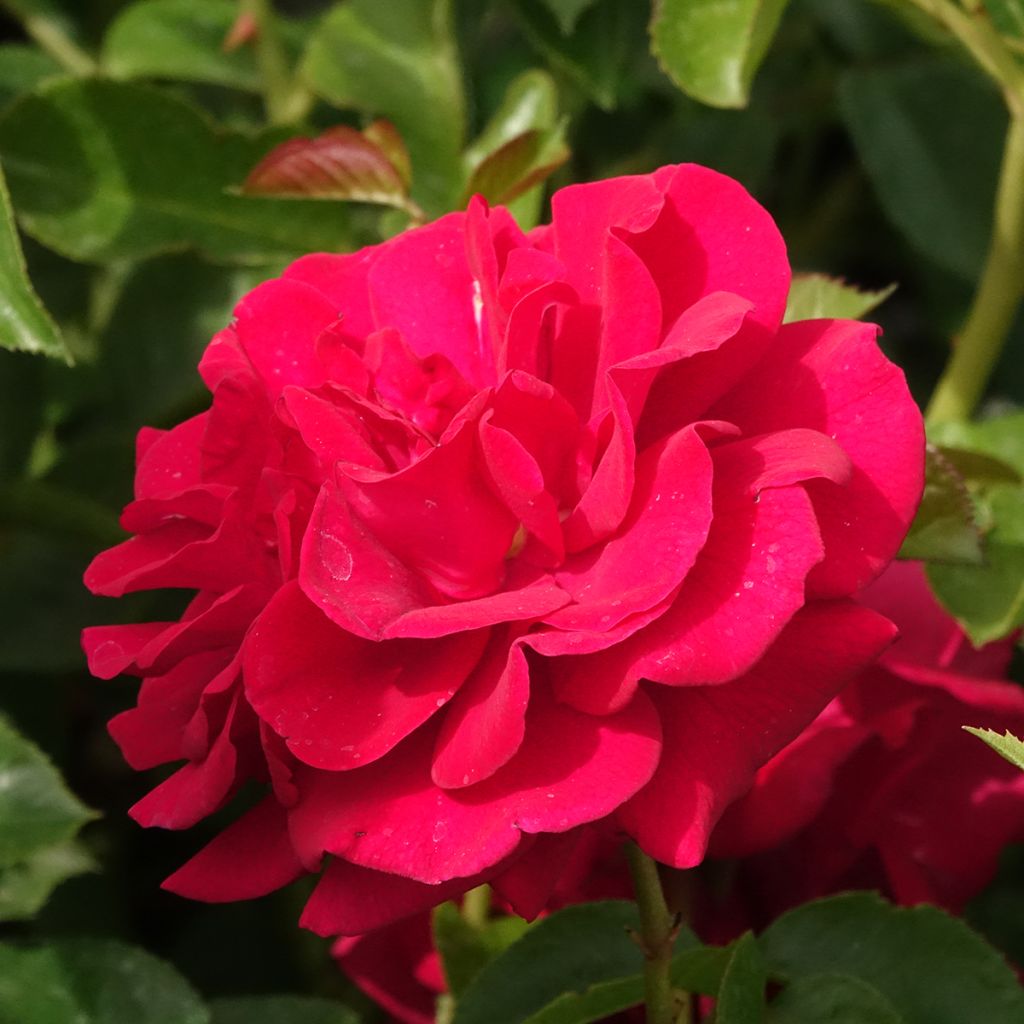 Rosa polyantha Bordeaux 'Korelamba'