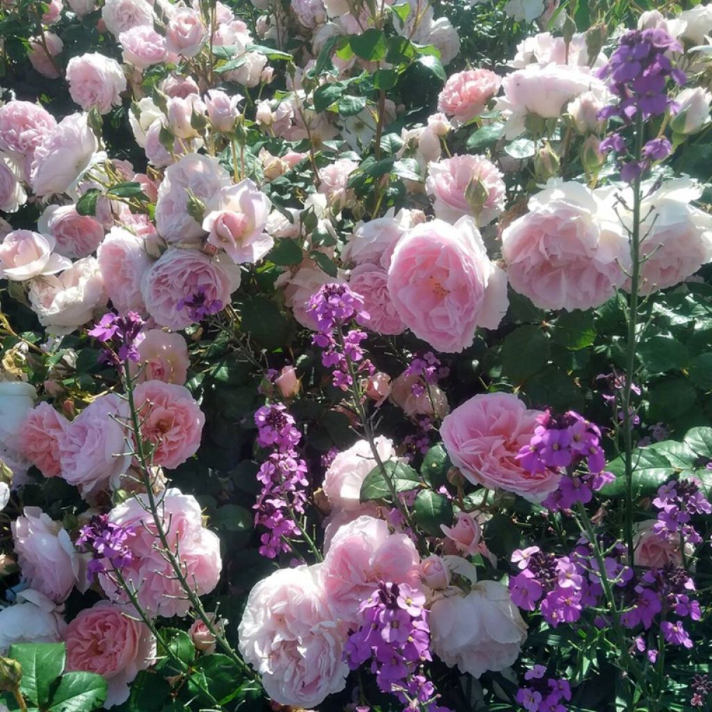 Rosa polyantha Caroline's Heart