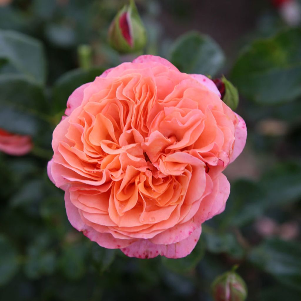 Rosa polyantha Fantasia Coral Lions-Rose